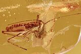 Very Detailed Fossil Cricket (Gryllidae) In Baltic Amber #330720-1